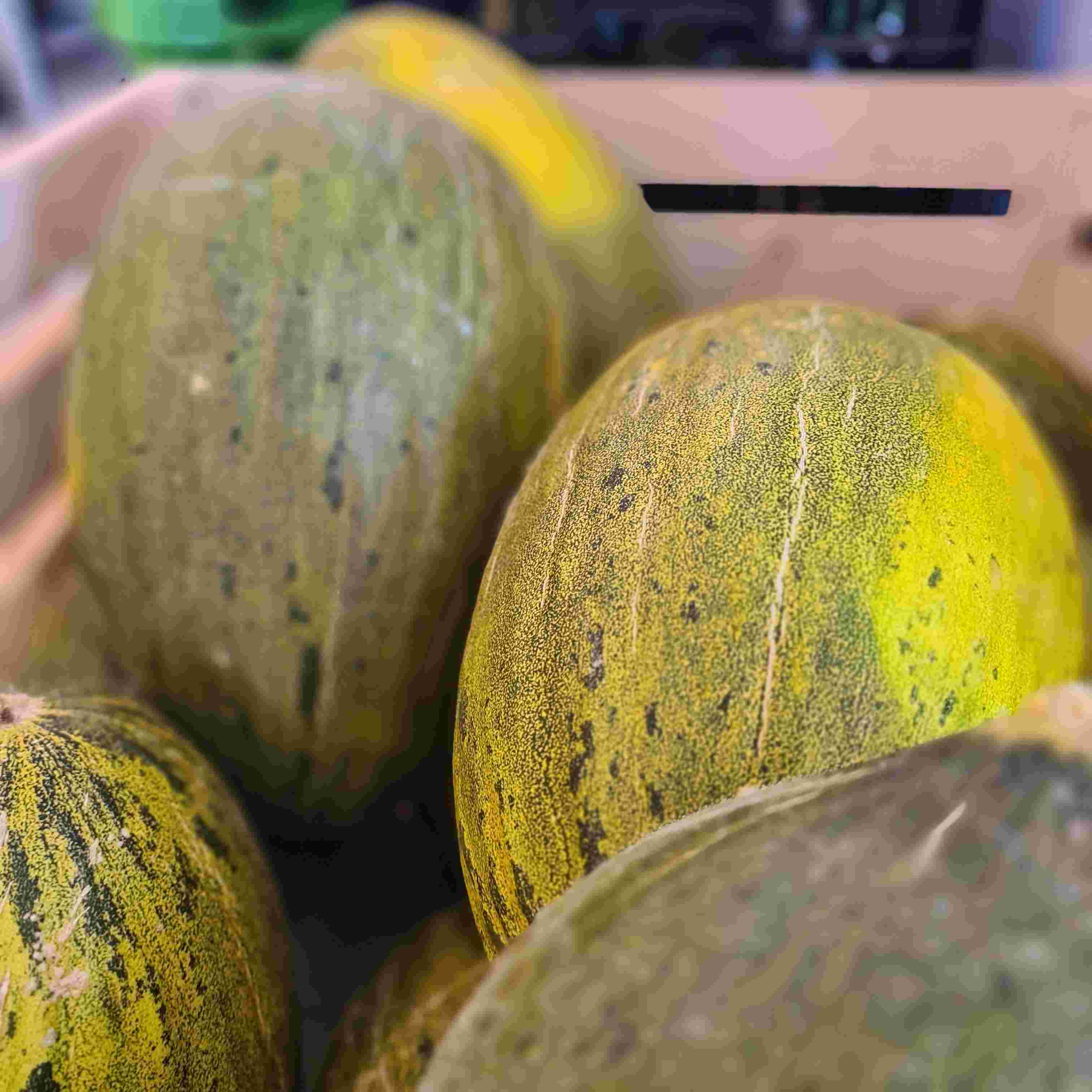 Melón Piel de Sapo