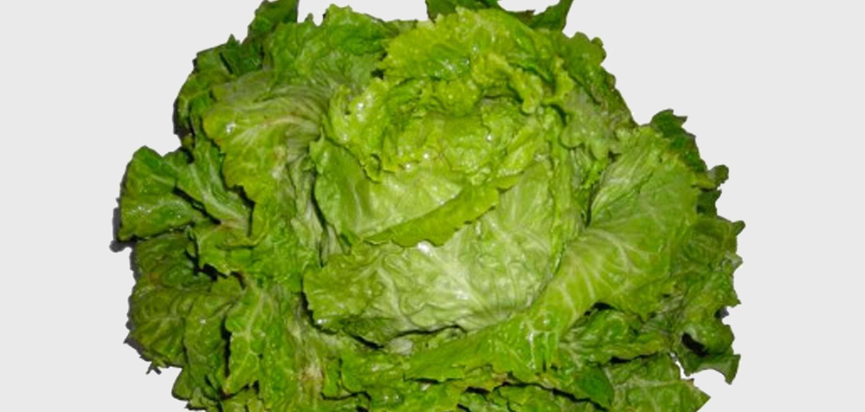 Lechuga Maravilla