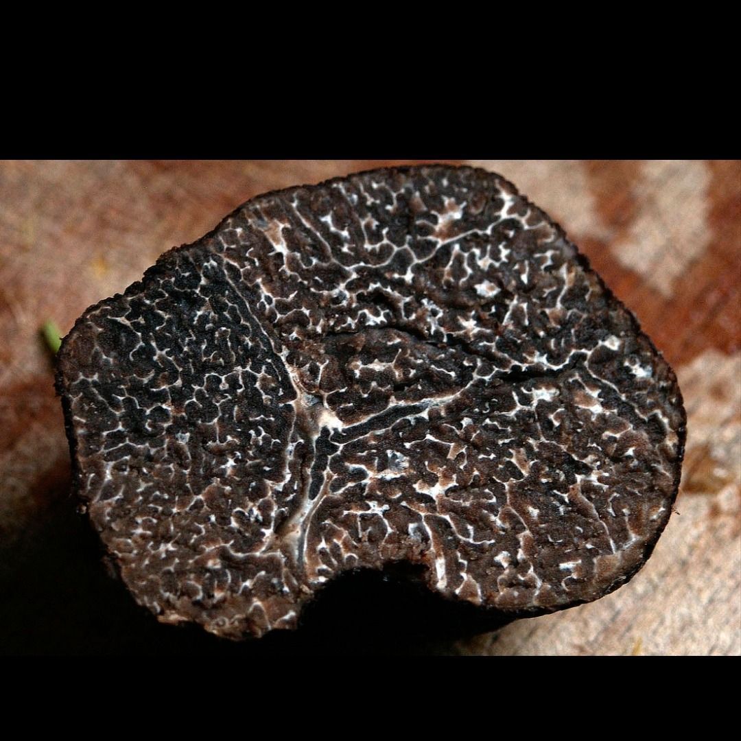 TRUFA FRESCA DE SORIA SEGUNDA CATEGORIA