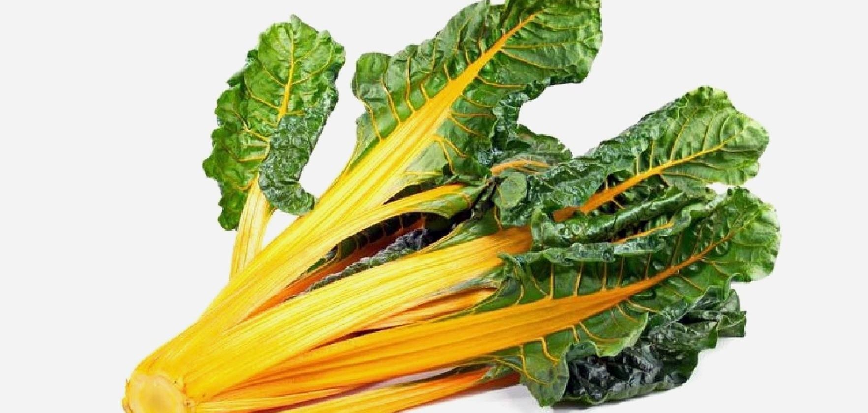 Acelga amarilla Lyon