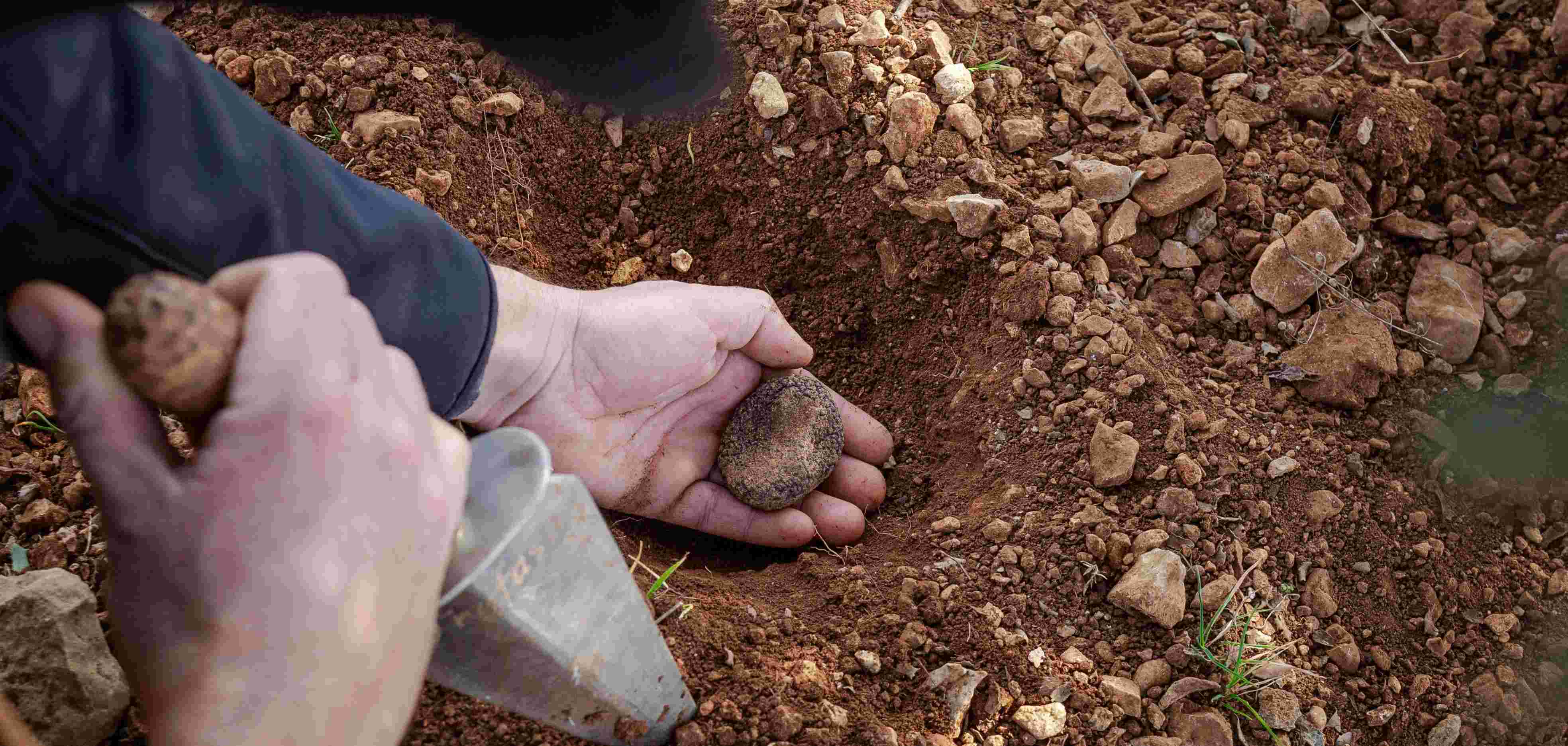 Trufa negra (Tuber melanosporum) FUERA TEMPORADA